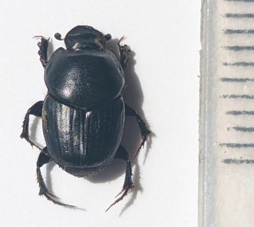 Réf. 324 283 : Onthophagus taurus